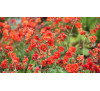 Гравилат яскраво-червоний (Geum coccineum), насіння
